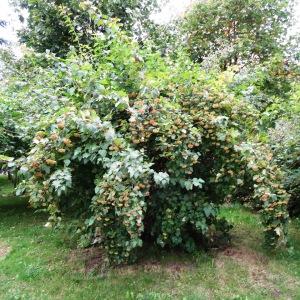 Photographie n°1244747 du taxon Physocarpus opulifolius (L.) Raf. [1838]