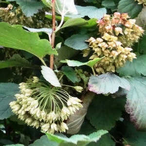 Photographie n°1244756 du taxon Physocarpus opulifolius (L.) Raf. [1838]