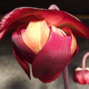 Photographie n°1245007 du taxon Sarracenia L. [1753]