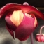  Jean-Claude Echardour - Sarracenia L. [1753]