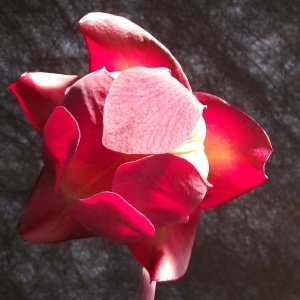 Photographie n°1245008 du taxon Sarracenia L. [1753]