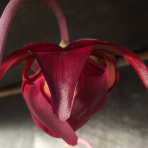 Photographie n°1245009 du taxon Sarracenia L. [1753]