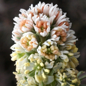 Tereianthes alba (L.) Raf. (Réséda blanc)