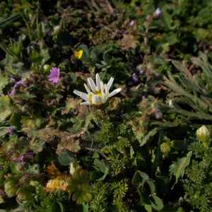  - Anthemis arvensis subsp. glabra (Rouy) Jeanm. [1998]