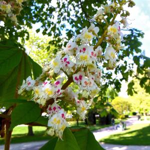 Photographie n°1246002 du taxon Aesculus hippocastanum L. [1753]