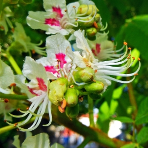 Photographie n°1246004 du taxon Aesculus hippocastanum L. [1753]