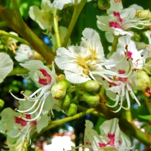 Photographie n°1246005 du taxon Aesculus hippocastanum L. [1753]