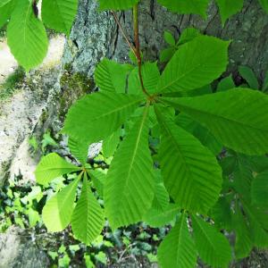 Photographie n°1246006 du taxon Aesculus hippocastanum L. [1753]