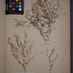 Photographie n°1246070 du taxon Gypsophila muralis L. [1753]