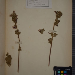 Photographie n°1246091 du taxon Lavatera arborea L. [1753]