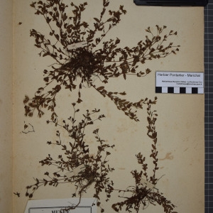 Photographie n°1246103 du taxon Hypericum humifusum L. [1753]