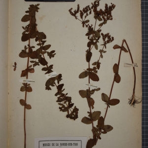 Photographie n°1246116 du taxon Hypericum tetrapterum Fr. [1823]