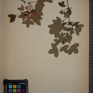 Photographie n°1246120 du taxon Acer monspessulanum L. [1753]