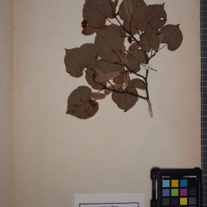 Photographie n°1246123 du taxon Tilia parvifolia (Ehrh.) Ehrh. ex Hoffm. [1791]