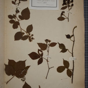  - Rubus glandulosus Bellardi [1792]