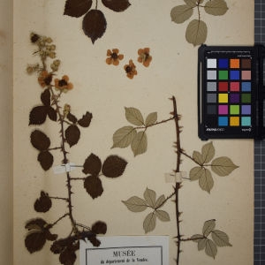 Photographie n°1246136 du taxon Rubus discolor Weihe & Nees [1824]