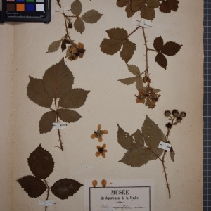  - Rubus carpinifolius Weihe & Nees [1824]