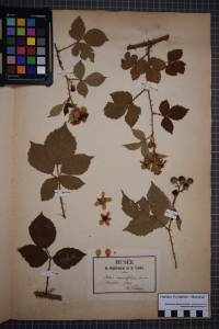 Herbier  PONTARLIER-MARICHAL, le  1 janvier 1854 (La Roche-sur-Yon)