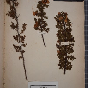 Photographie n°1246168 du taxon Rosa pimpinellifolia L. [1759]