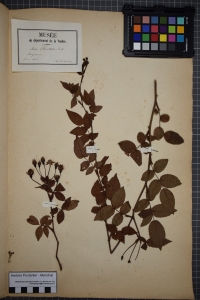 Herbier  PONTARLIER-MARICHAL, le  1 juin 1853 (Lairoux)