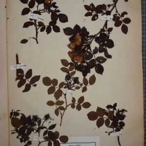Photographie n°1246182 du taxon Rosa leucochroa Desv. [1809]