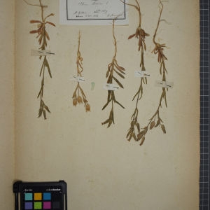 Photographie n°1246204 du taxon Silene conica L.