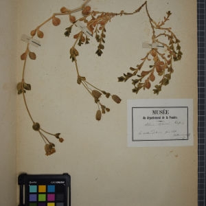 Photographie n°1246212 du taxon Silene thorei Dufour [1825]