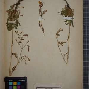 Photographie n°1246222 du taxon Silene nutans L. [1753]