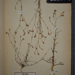 Photographie n°1246223 du taxon Silene portensis L. [1753]