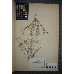 Spergula arvensis subsp. vulgaris (Boenn.) Celak. (Spargoute des champs)