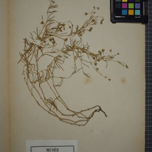 Photographie n°1246253 du taxon Arenaria marginata DC. [1805]