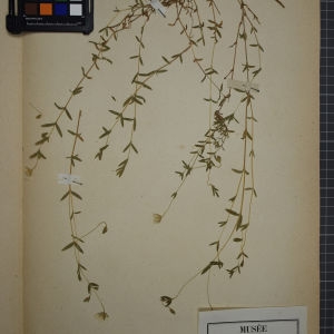 Photographie n°1246255 du taxon Arenaria montana L. [1755]