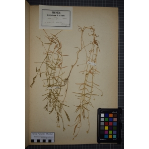 Larbrea palustris (Retz.) Fuss (Stellaire des marais)