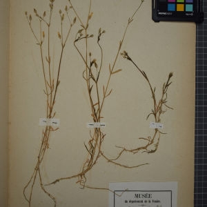 Photographie n°1246303 du taxon Stellaria viscida M.Bieb. [1808]