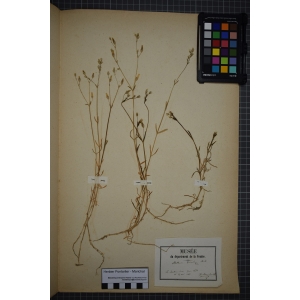 Arenaria anomala (Waldst. & Kit. ex Willd.) Shinners (Céraiste aberrant)