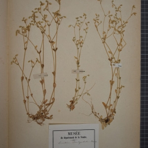 Photographie n°1246304 du taxon Cerastium brachypetalum Desp. ex Pers. [1805]