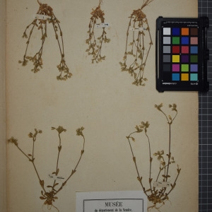 Photographie n°1246312 du taxon Cerastium obscurum Chaub. [1821]