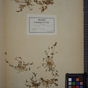 Photographie n°1246315 du taxon Cerastium tetrandrum Curtis [1798]