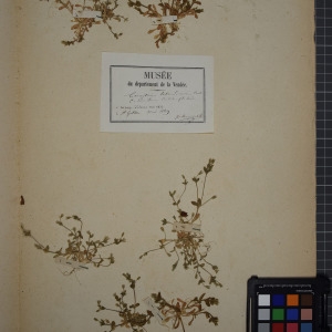 Photographie n°1246316 du taxon Cerastium tetrandrum Curtis [1798]