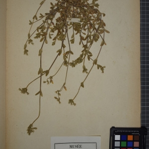 Photographie n°1246317 du taxon Cerastium vulgatum sensu L. [1762]