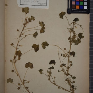 Photographie n°1246323 du taxon Malva rotundifolia sensu auct. plur.