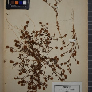 Photographie n°1246363 du taxon Trifolium arvense L. [1753]