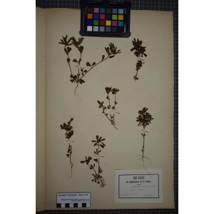 Trifolium bocconei var. cylindricum Rouy (Trèfle de Boccone)