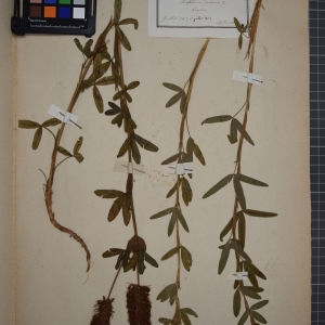 Photographie n°1246372 du taxon Trifolium rubens L. [1753]