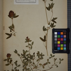 Photographie n°1246385 du taxon Trifolium medium L. [1759]