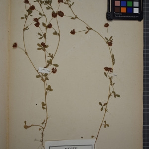 Photographie n°1246411 du taxon Trifolium patens Schreb. [1804]
