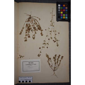 Trifolium procumbens L.