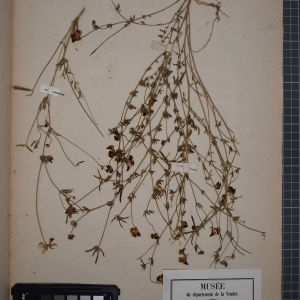 Photographie n°1246423 du taxon Lotus tenuifolius (L.) Rchb. [1832]