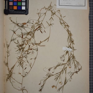 Photographie n°1246454 du taxon Vicia gracilis Banks & Sol. [1794]