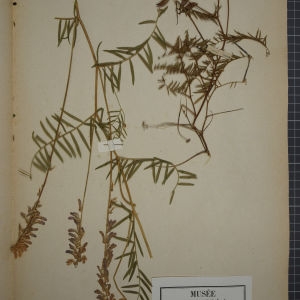 Photographie n°1246455 du taxon Vicia tenuifolia Roth [1788]